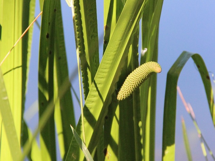 ACORUS CALAMUS L. – puškvorec obecný / puškvorec obyčajný