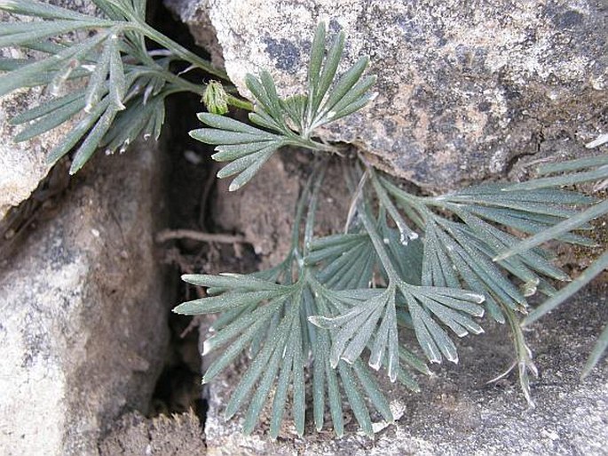 Actiniopteris semiflabellata