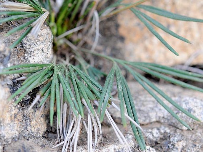 Actiniopteris semiflabellata