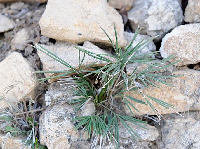 Actiniopteris semiflabellata