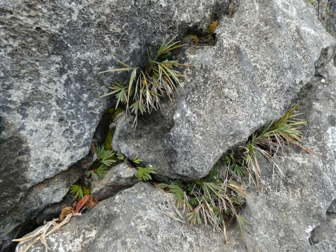 Actiniopteris semiflabellata