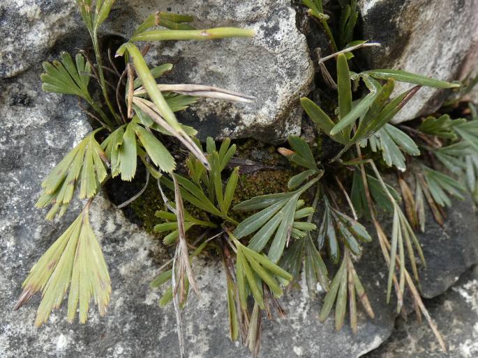 Actiniopteris semiflabellata