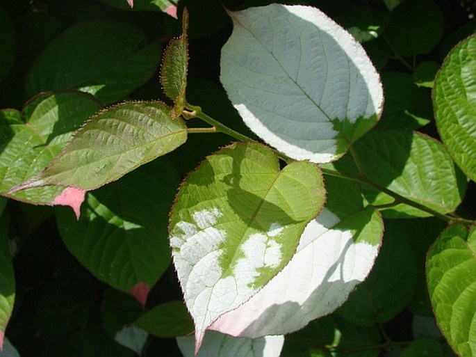 Actinidia kolomikta