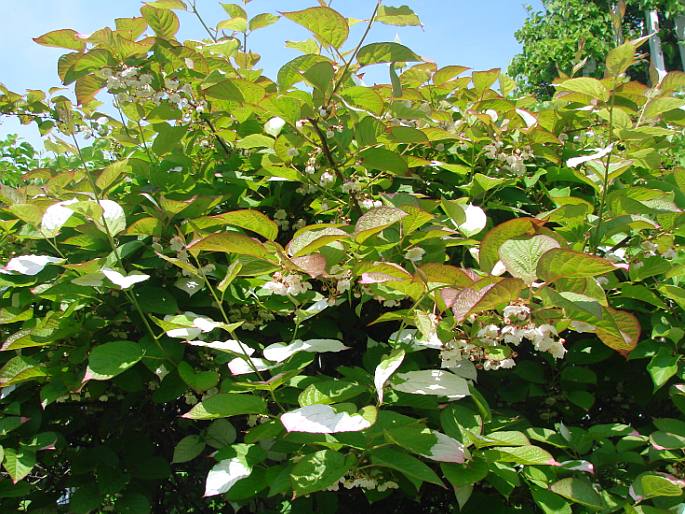 Actinidia kolomikta