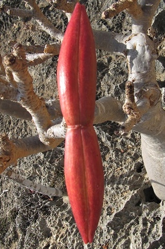 Adenium obesum subsp. socotranum