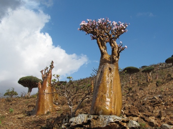 Adenium obesum subsp. socotranum