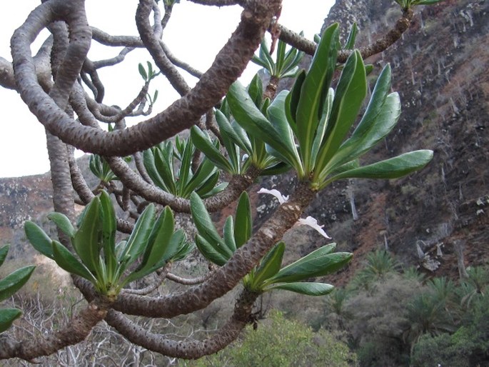 Adenium obesum subsp. socotranum