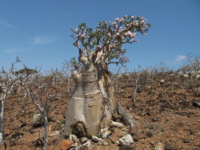 Adenium obesum subsp. socotranum