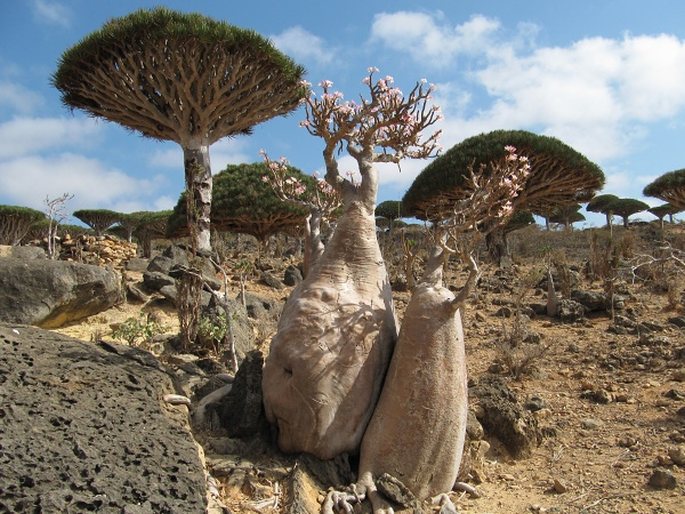 Adenium obesum subsp. socotranum