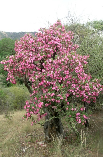 Adenium obesum