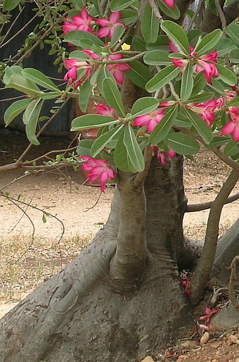 Adenium obesum