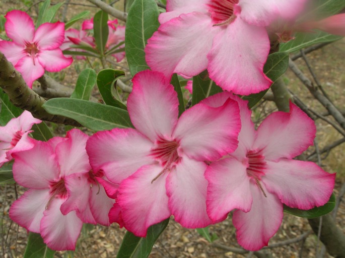 Adenium obesum