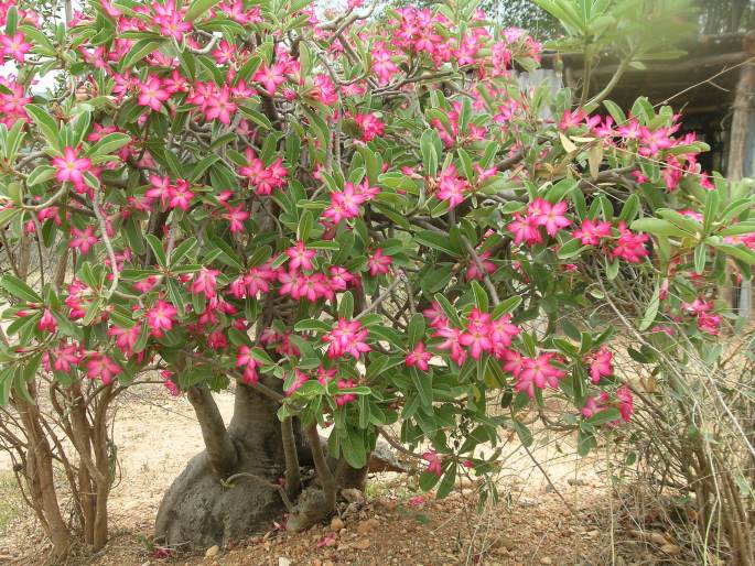 Adenium obesum