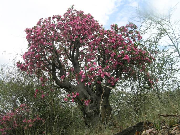 Adenium obesum