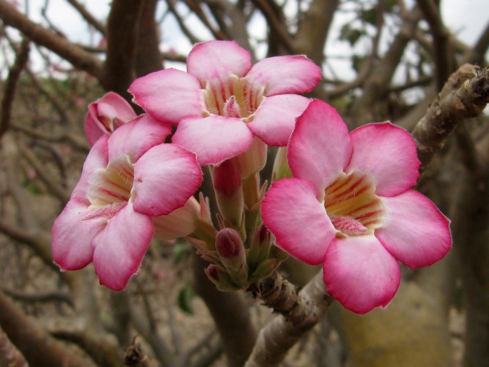 Adenium obesum