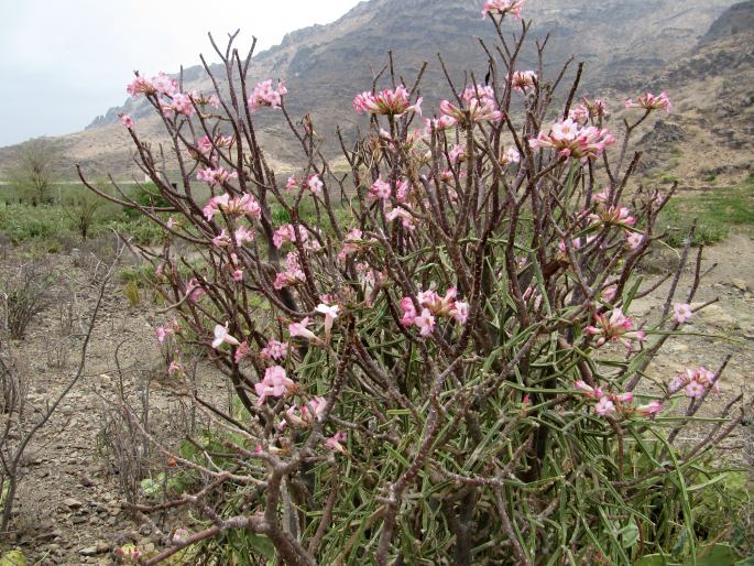 Adenium obesum