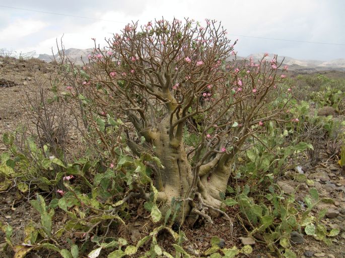 Adenium obesum