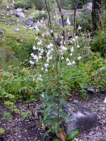 Adenophora liliifolia