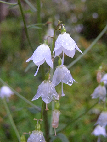 Adenophora liliifolia