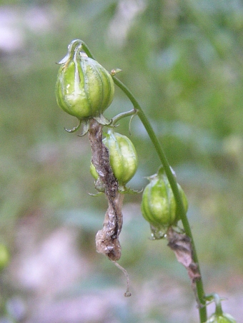 Adenophora liliifolia