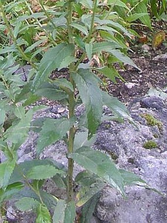 Adenophora liliifolia