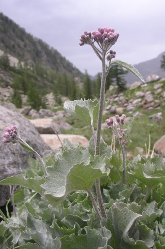 Adenostyles leucophylla