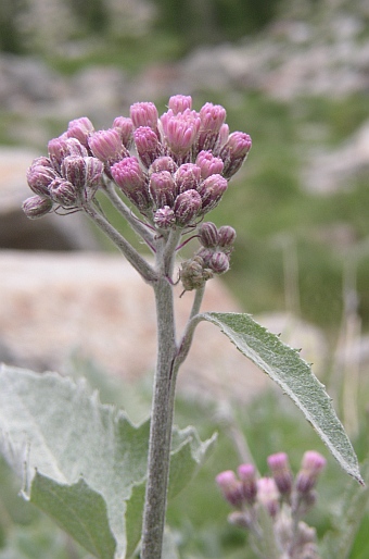 Adenostyles leucophylla