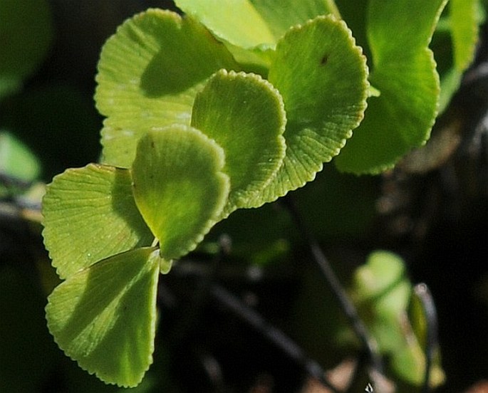 Adiantum balfourii