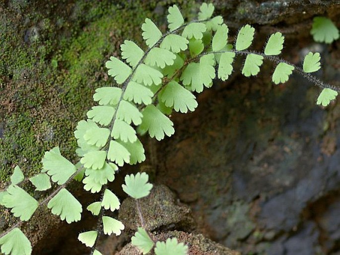 Adiantum philippense