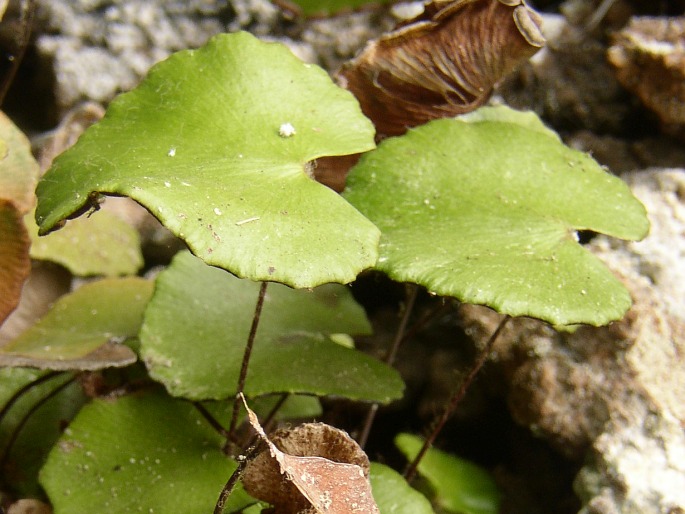 Adiantum reniforme