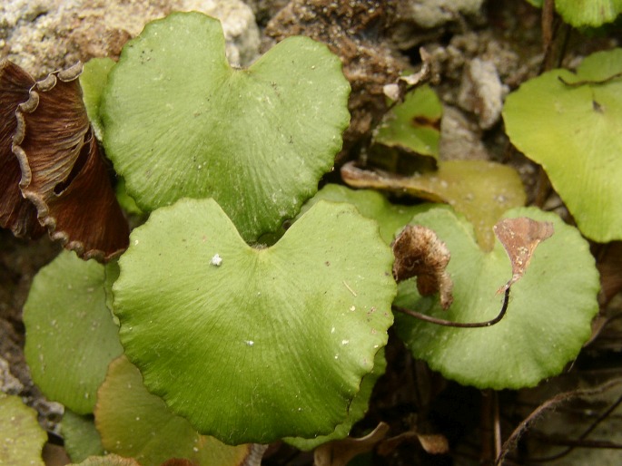 Adiantum reniforme