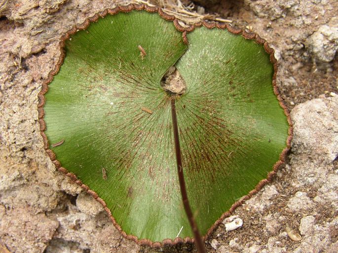 Adiantum reniforme