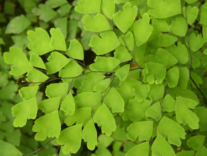 Adiantum capillus-veneris