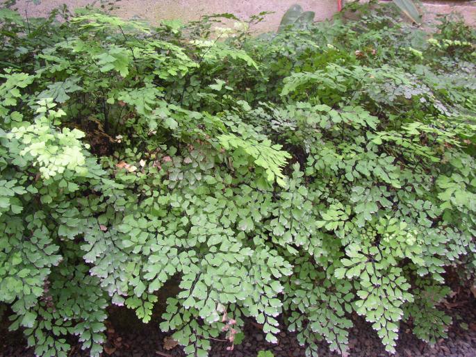 Adiantum capillus-veneris