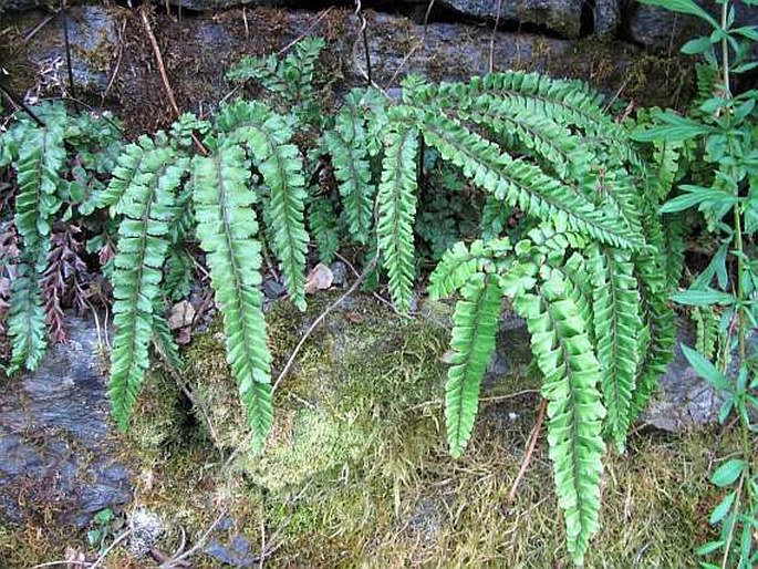 Adiantum hispidulum