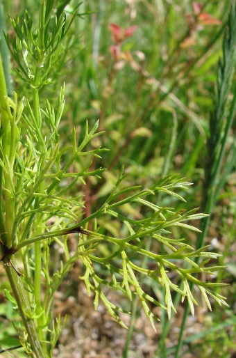 Adonis aestivalis