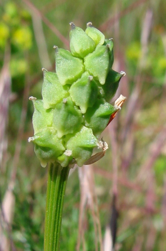 Adonis aestivalis