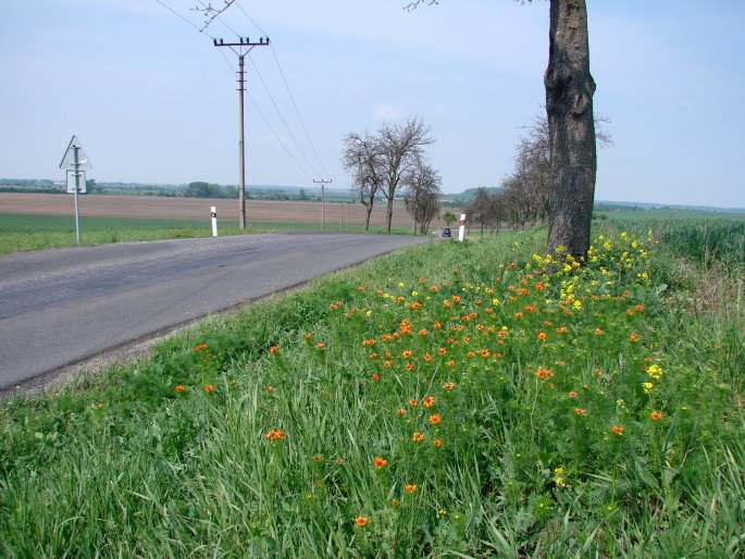 Adonis aestivalis