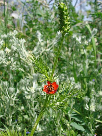 Adonis annua