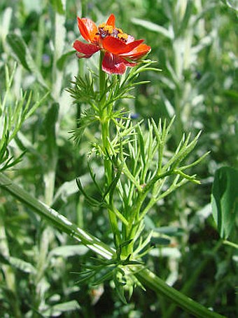 Adonis annua