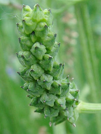 Adonis annua