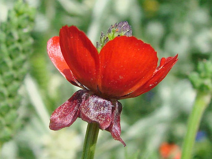 Adonis annua