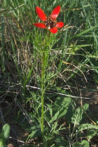 Adonis flammea