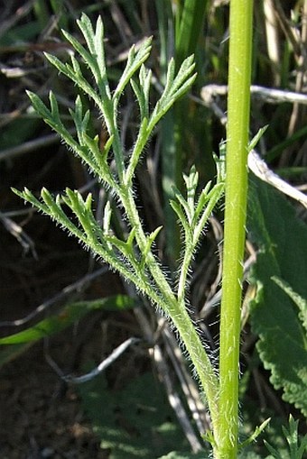 Adonis flammea