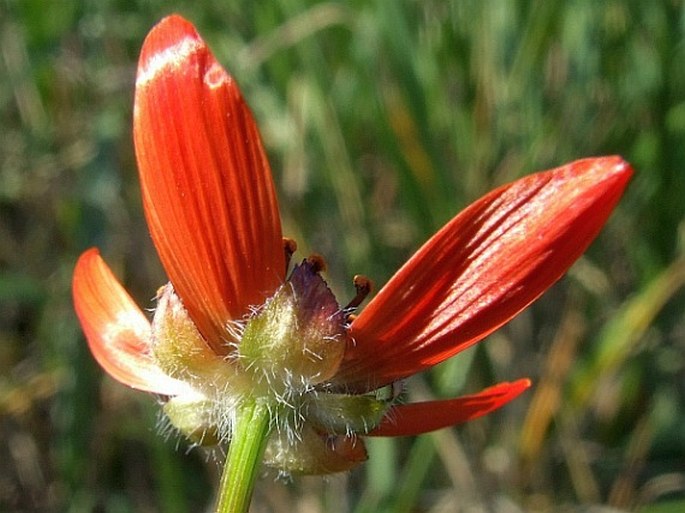 Adonis flammea