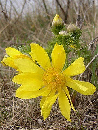 Adonis vernalis