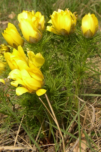 Adonis vernalis