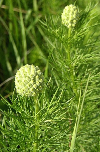 Adonis vernalis