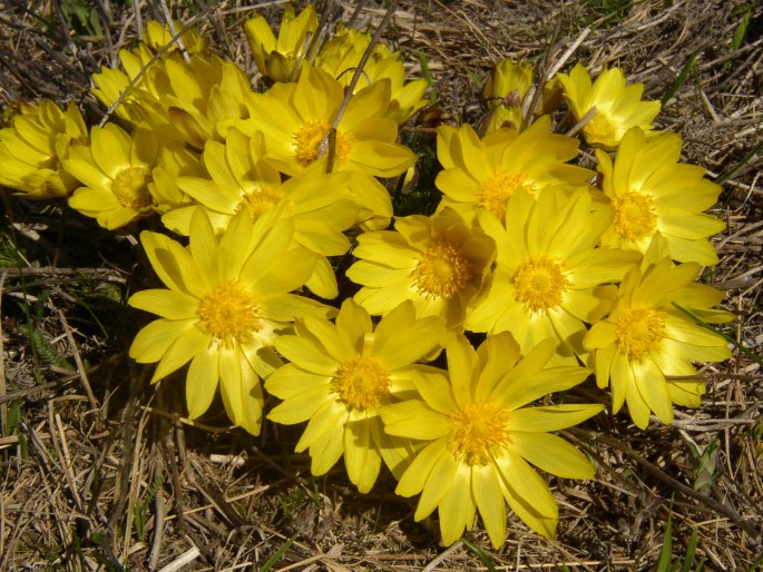 Adonis vernalis