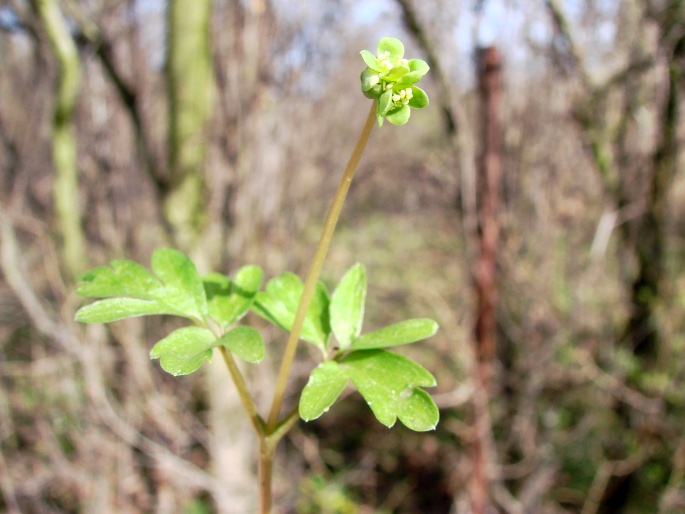 Adoxa moschatellina